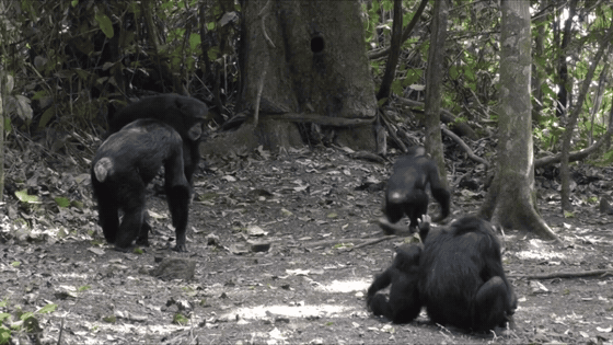 BossouChimpanzee example clip of chimpanzees in Bossou, Guinea