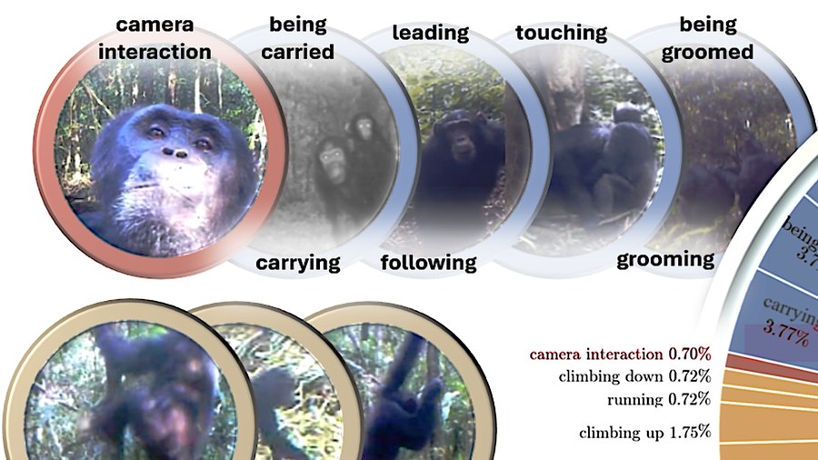 PanAf-SBR sample frames of wild chimpanzees: social behaviours and locomotion